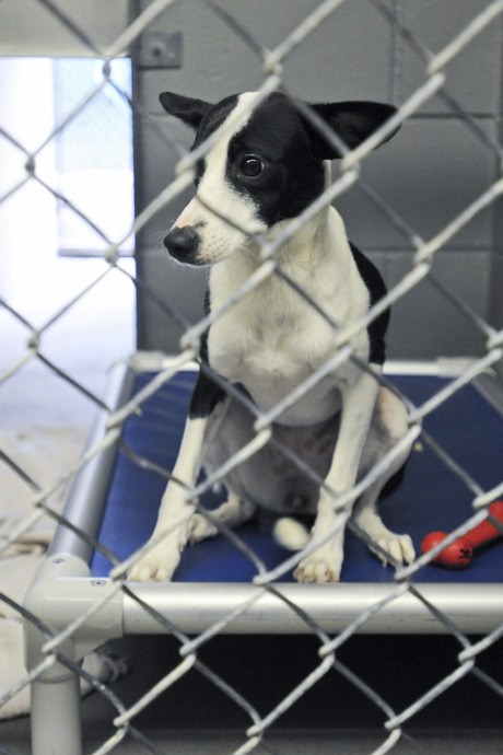 A dog waits for adoption at the Seattle Humane Society shelter in Factoria