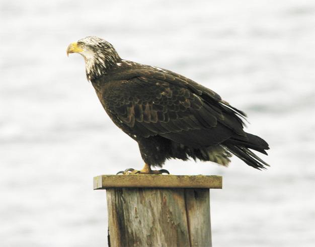 A young bald eagle