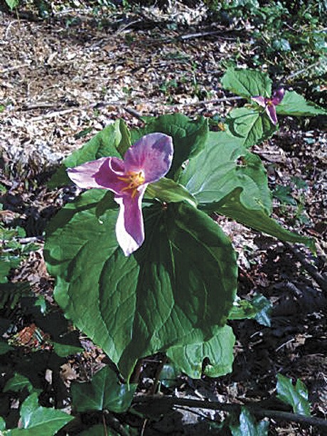 A trillium flower