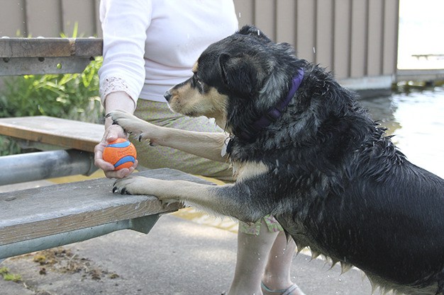 Lost dog Kerie was found months later through the efforts of her owner