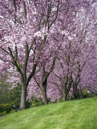 Cherry blossoms mark the season along 80th Avenue S.E. on Mercer Island.