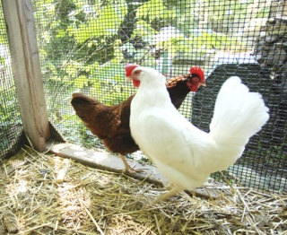 Island fowl Cocoa and Snowy lead the good life in a cozy chicken coop at the Mitchell-Hritzay residence on West Mercer Way.