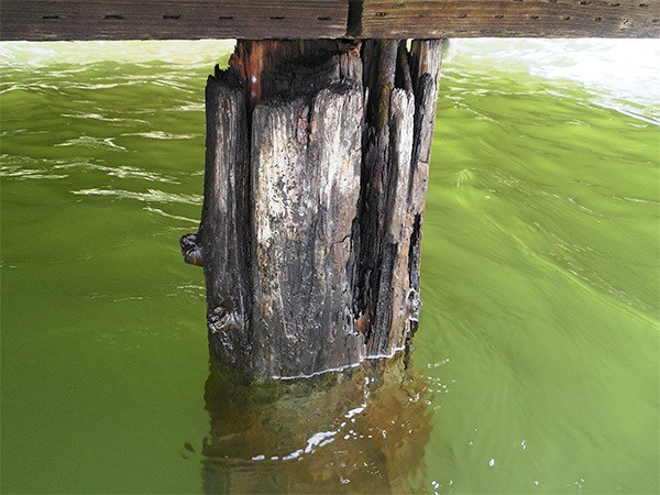 This piling holding up the dock at Groveland Beach is 50 years old. A project to replace the dock and remove the concrete bulkhead at the beach will cost an estimated $935
