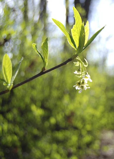 Spring officially arrives this weekend