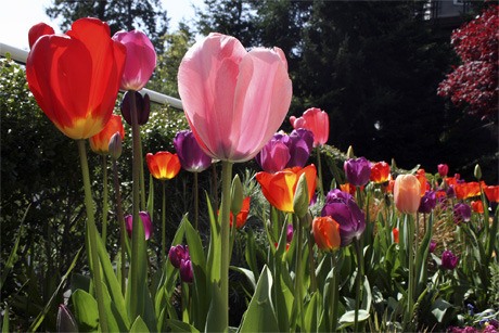 Tulips were in full bloom at the Roodman residence on Mercer Island last week as the warm