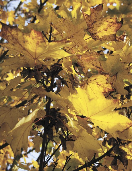 Leaves glow in the afternoon sunlight at Luther Burbank Park in late October.