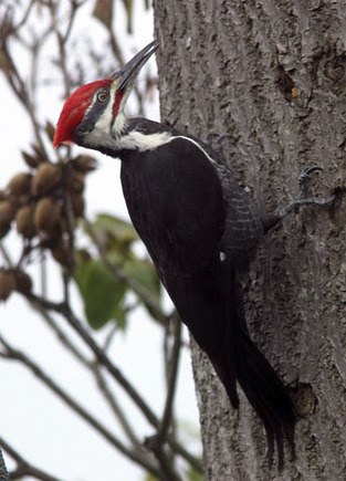 A pileated woodpecker at the Brawer residence on Mercer Island.