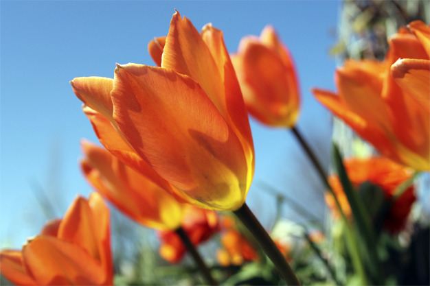 Tulips soak in some afternoon sunshine outside of the MIVAL Gallery on Friday