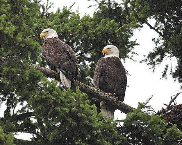 The female of this mated pair of eagles died after an attack from another eagle. Their nest (at far right) is near the northern tip of Luther Burbank Park. Neighbors called in a professional to find out what happened.