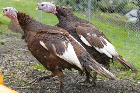 These two turkeys briefly became mascots at the Roanoke Inn earlier this month. The turkeys
