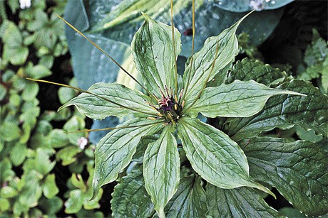 Mercer Island resident David Fishman’s garden will be featured in this spring’s Bellevue Philharmonic Garden Tour. Seen above is one of the plants in Fishman’s garden.