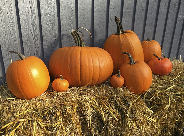 Pumpkins are ready to be carved for Mercer Island's inaugural Pumpkin Walk