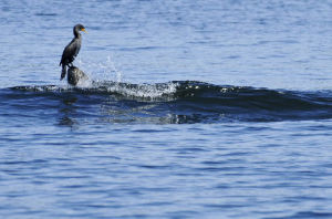 A cormorant perched on a piling watches a boat wake pass in the public swim area at Luther Burbank Park on Mercer Island