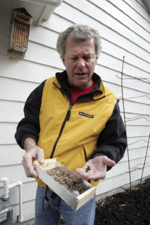 Steve Brustkern holds a box of live mason honeybee cocoons outside his home in Medina. One advantage to the busy pollinators is that they do not have stingers. The bees are being raised in east King County.