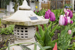 Tulips stand tall in a flower bed at an Island home.