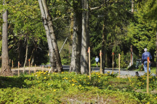 Stakes mark the planned route of a trail along Island Crest Way south of S.E. 68th Street.