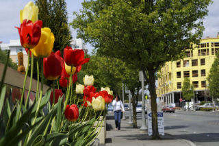 Tulips bloom along 77th Avenue S.E. in the downtown business district of Mercer Island on Thursday during a clear