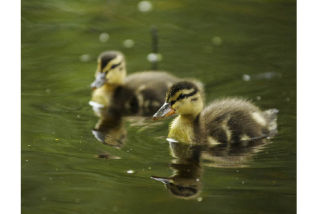 Ducklings swim and forage along the shoreline of Ellis Pond on Mercer Island