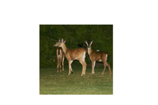 This trio of deer was spotted at St. Monica’s Church the night of June 18. Three deer also darted across the hillside at the community center on the afternoon of June 21 during the City Council’s summer planning session.