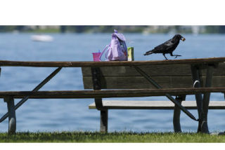 A crow steals food from a child’s unattended lunch at Calkins Point in Luther Burbank Park on Mercer Island last week.
