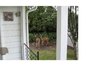 The Bouvet family saw these two deer at their waterfront cabin on Forest Avenue S.E. on July 9.
