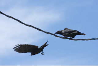 A crow takes flight from a utility wire as another watches along 60th Avenue S.E. on Mercer Island