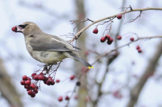 A Cedar Waxwing at Luther Burbank Park on Mercer Island