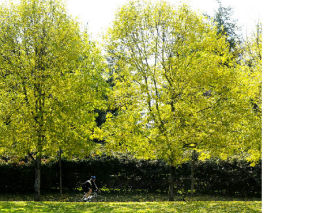 A cyclist rides beneath fall colors and changing leaves in The Park on The Lid on Mercer Island