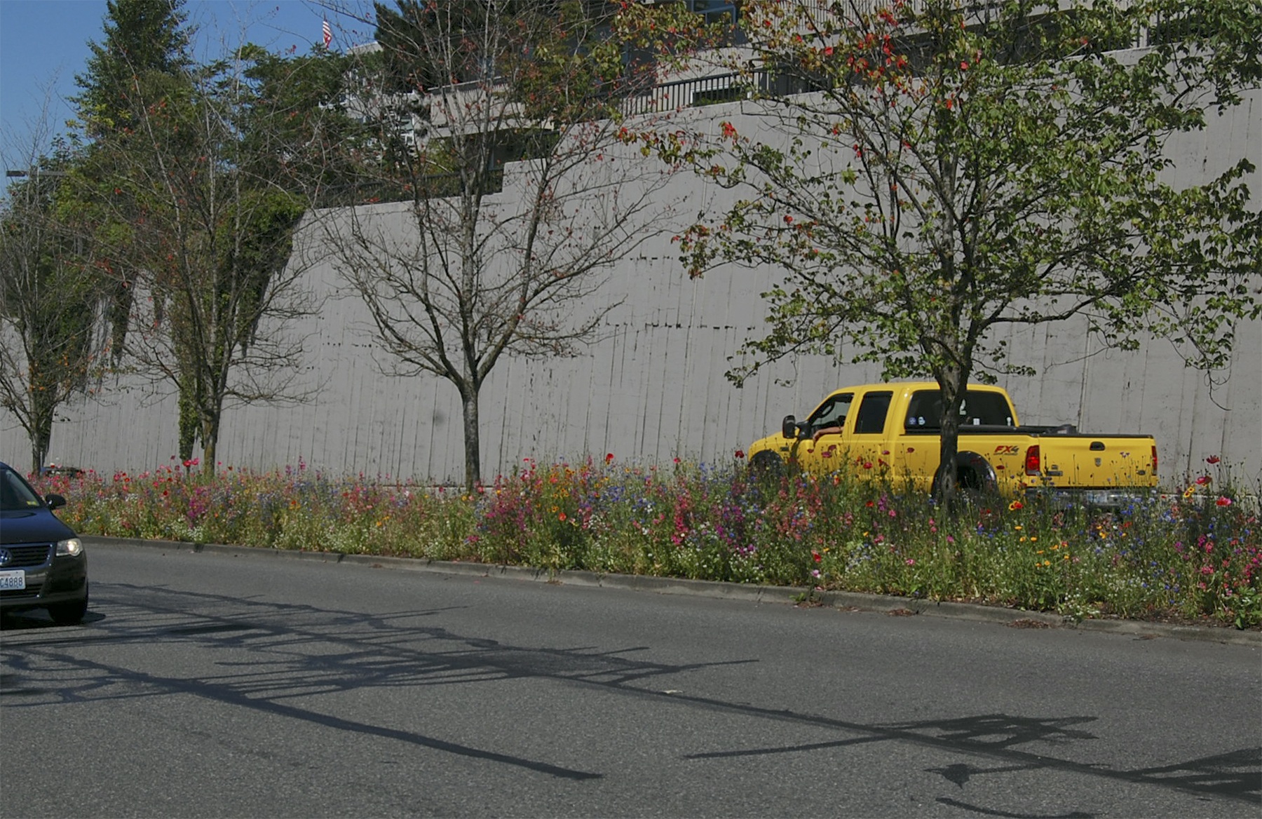 Wildflowers bloom in the Island Crest Way medians. Katie Metzger/staff photo