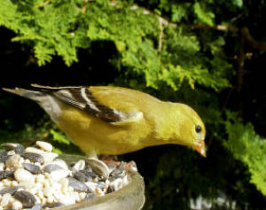 The American Goldfinch is the state bird of Washington.