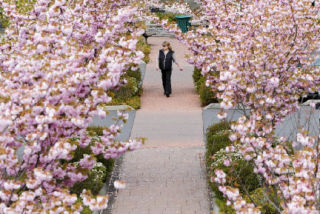 A pedestrian walks under a canopy of cherry blossoms in the South end shopping center.