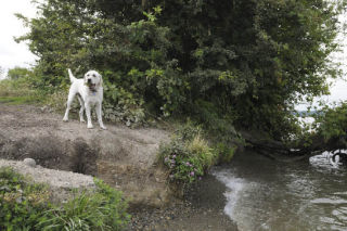 Improvements to Luther Burbank Park are to include extensive work restoring shorelines. See story on page A4.