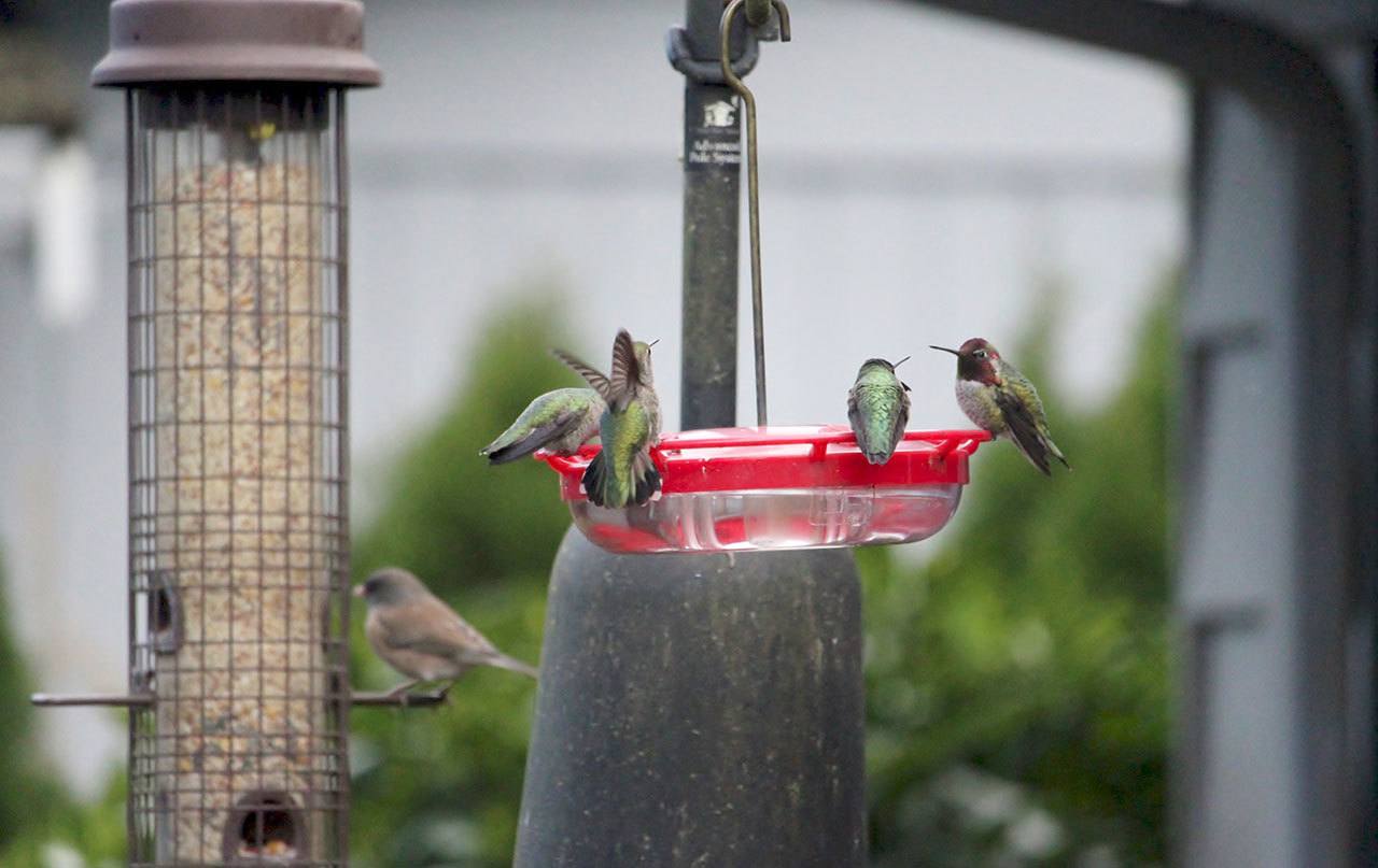 A group of hummingbirds surround a bird feeder during a recent frigid day in Mercer Island. Photo courtesy of Barbara Crawford