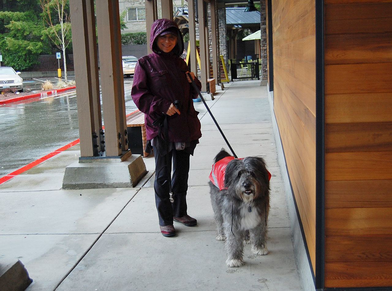 Islander Michele Vignieri walks her dog, Ziggy, by the Mercer Island New Seasons. Katie Metzger/staff photo