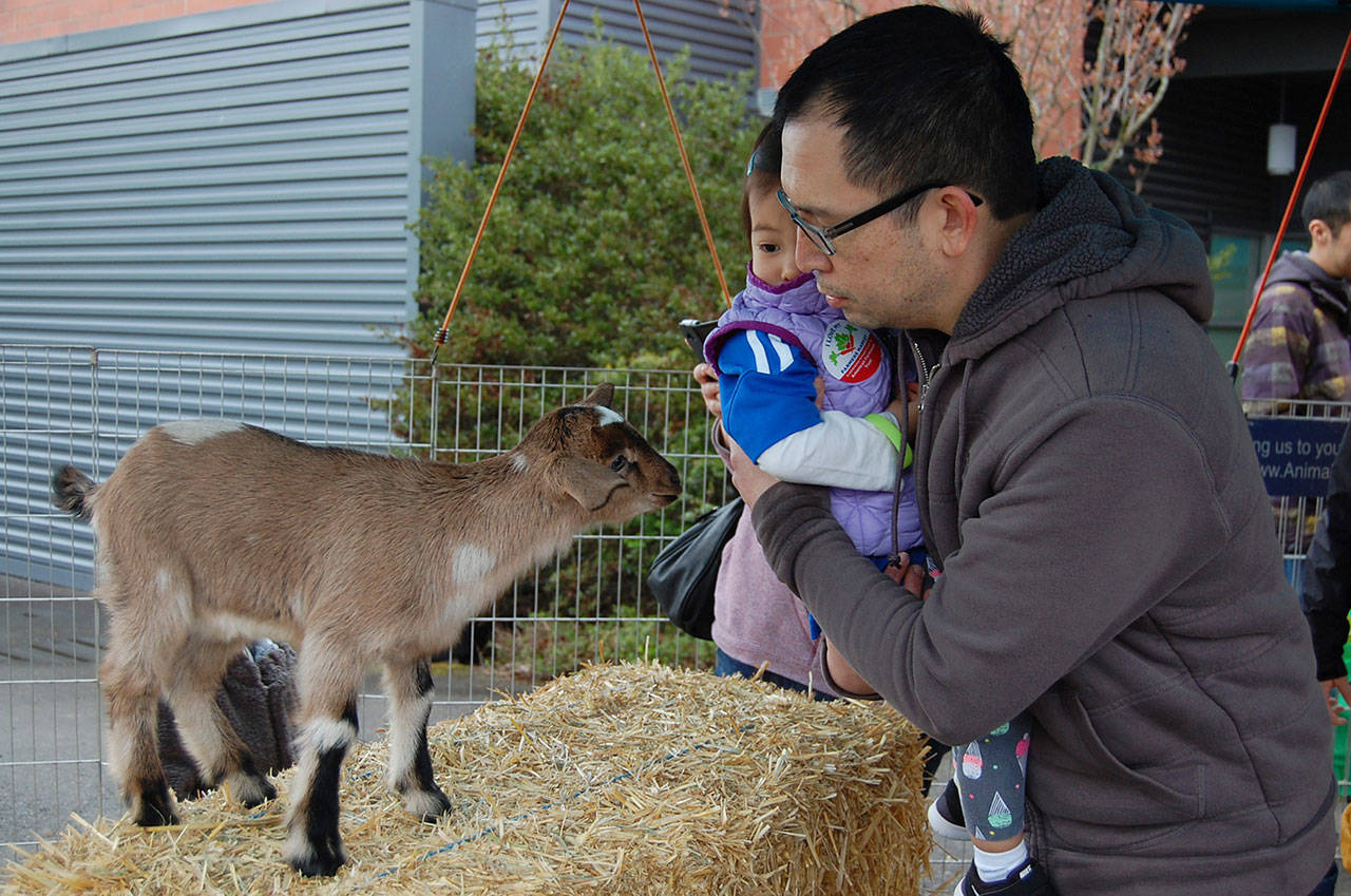 Animal Encounters set up a petting zoo with goats, chickens and other farm animals at the Leap for Green fair April 1 at the Mercer Island Community and Event Center. Katie Metzger/staff photo