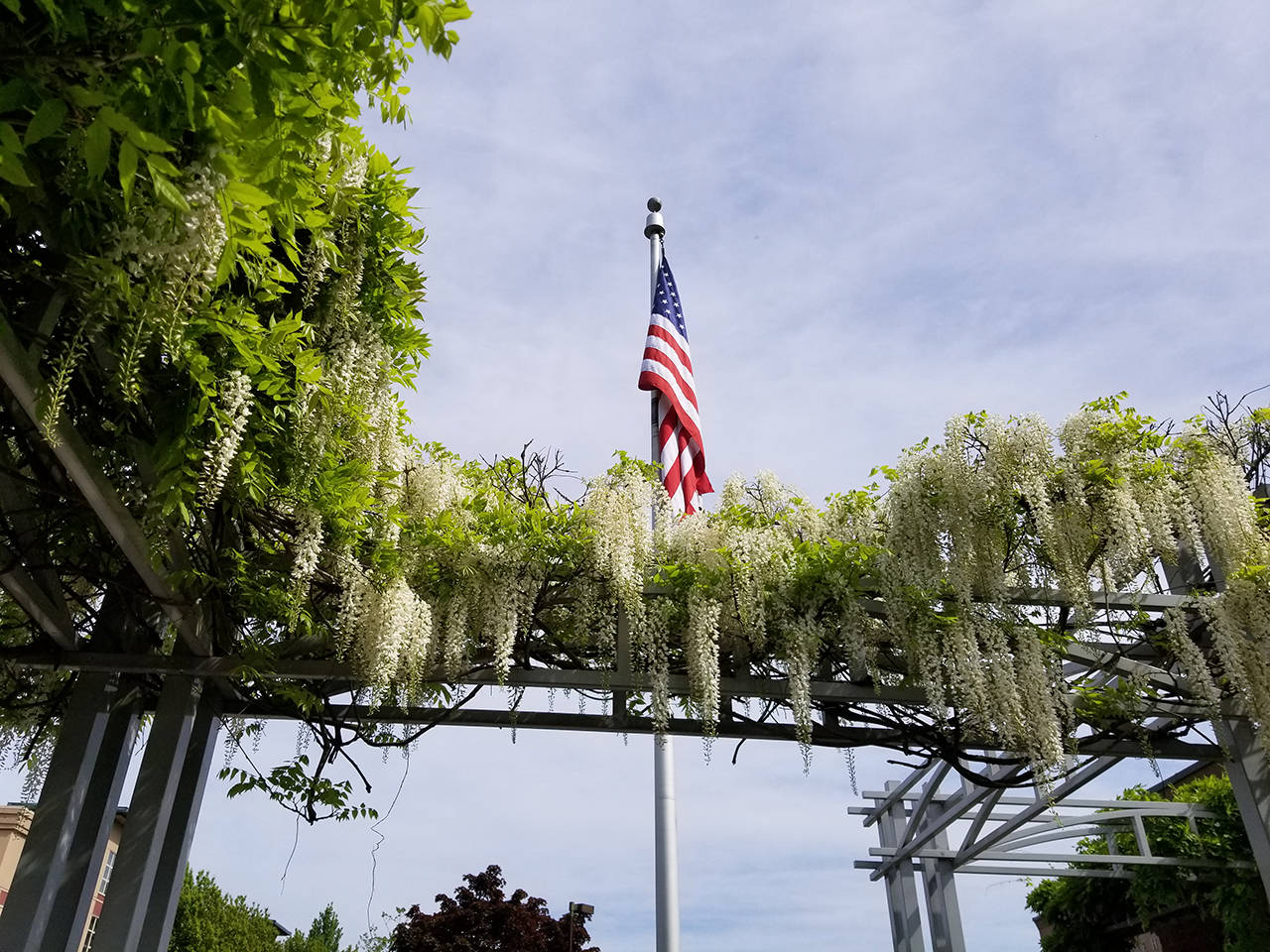 Eye on MI | Red, blue and white wisteria