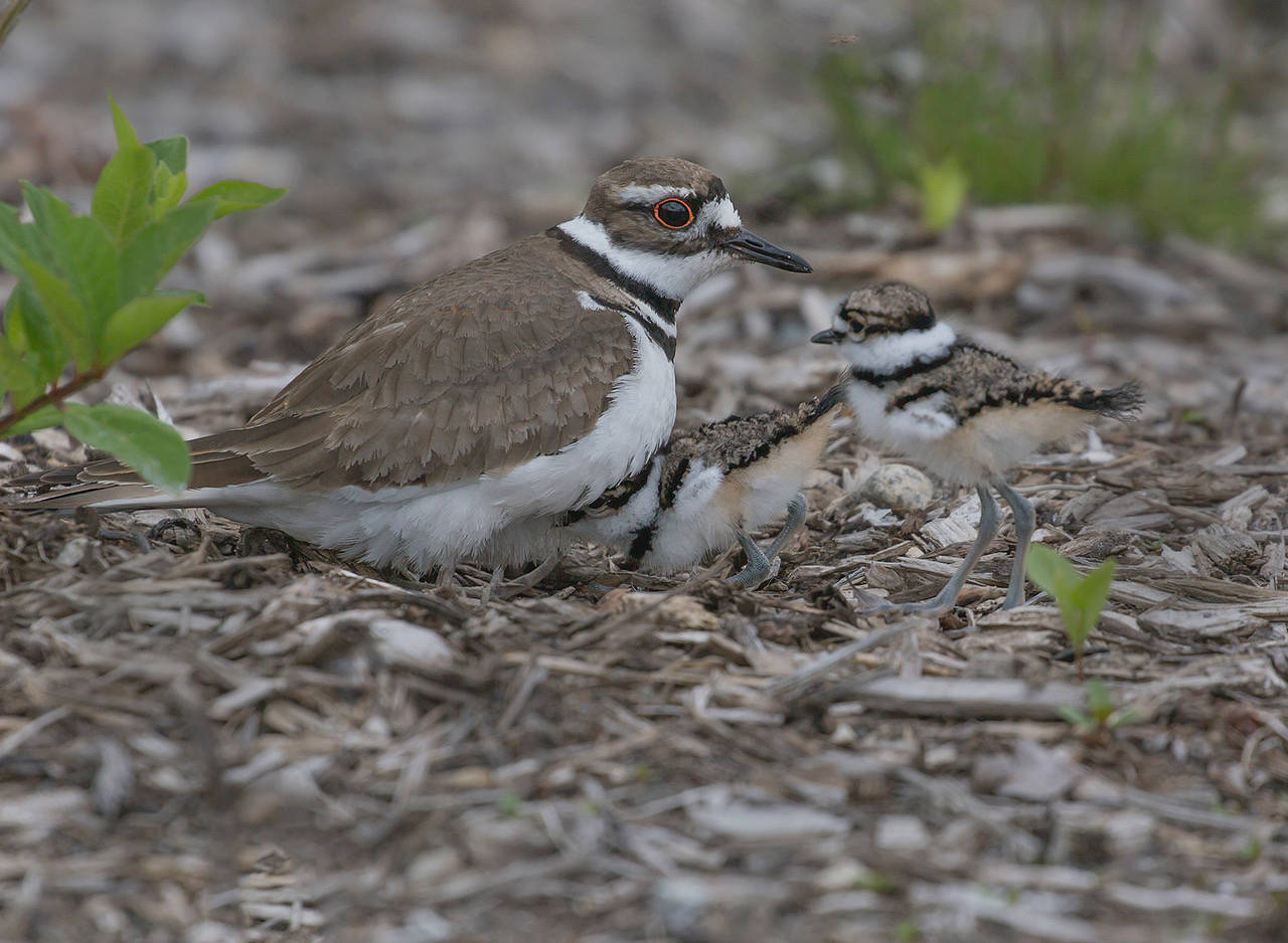 Newborn killdeer chicks and their mother were spotted in Luther Burbank Park. Photos courtesy of Duke Coonrad