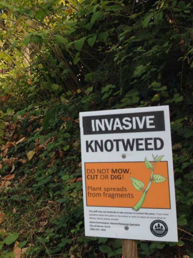 Mercer Island open space staff members are currently tracking 104 populations of knotweed on roadsides and in parks. Photo courtesy of the city of Mercer Island