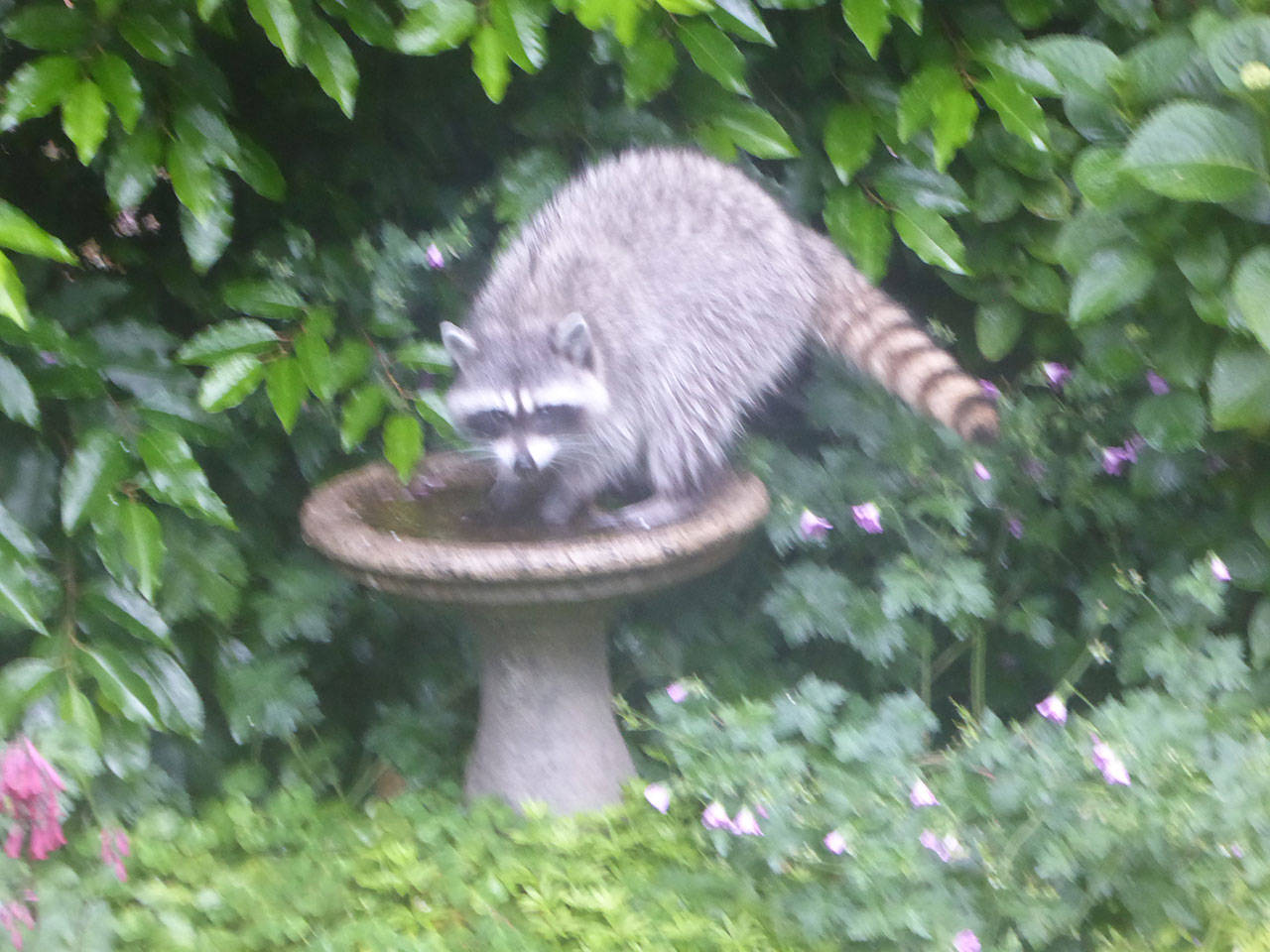 Raccoon mischief | Eye on Mercer Island