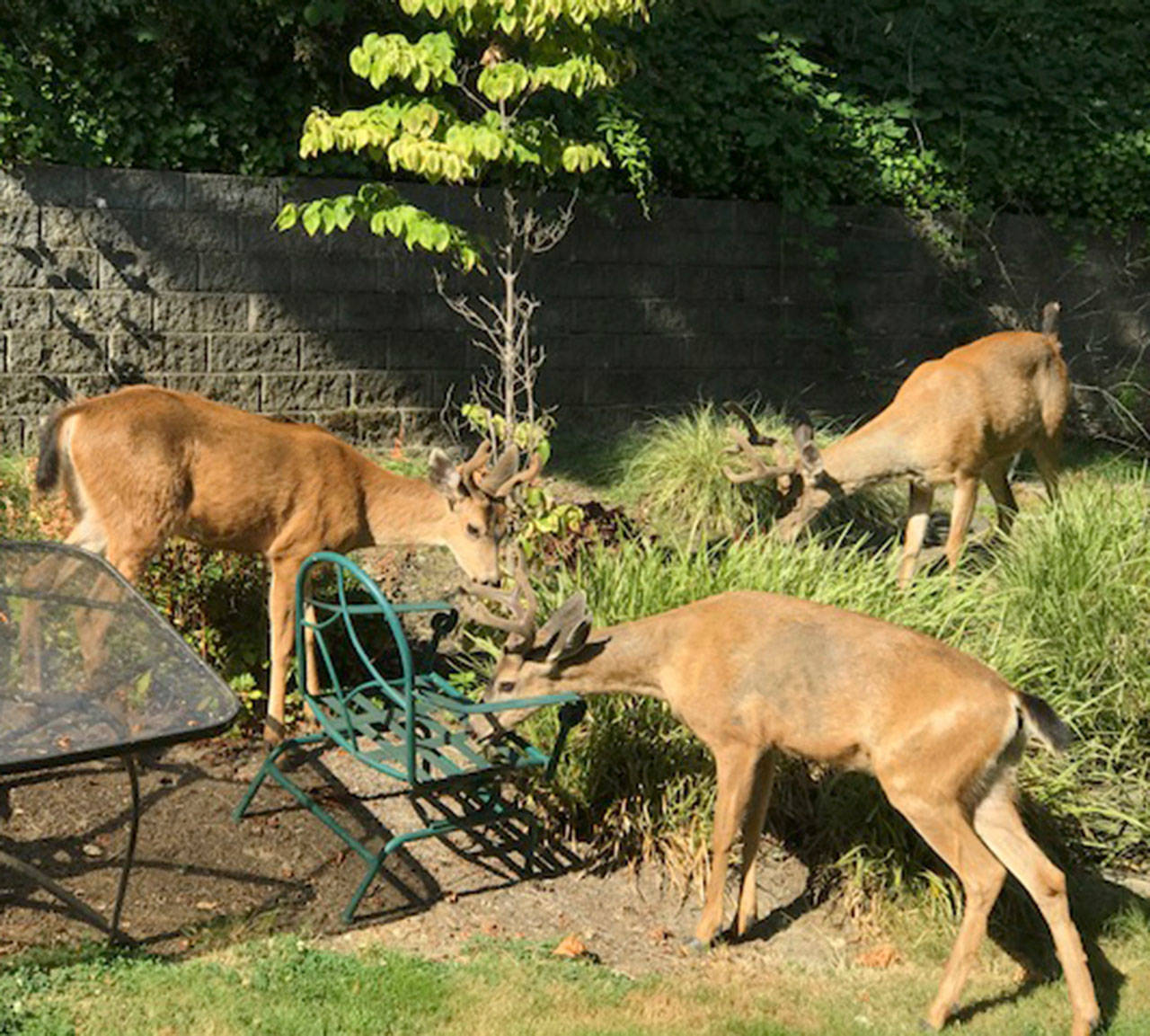 Three deer explore a backyard on West Mercer Way. Photo courtesy of Nancy Woo