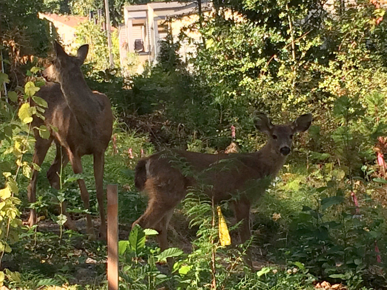 A couple of deer have an afternoon snack on the upslope west of Bicentennial Park and Farmer’s Insurance. Submit your photos of amazing, people, places and things around the Island to editor@mi-reporter.com for the Reporter’s “Eye on MI” feature. Photo courtesy of Michael Sherer