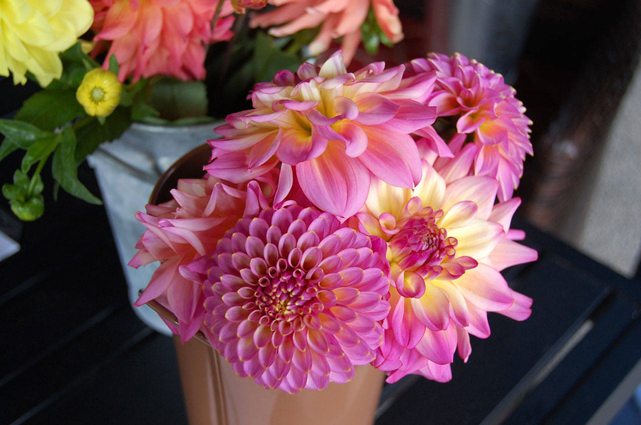 A bouquet of dahlias grown and harvested at the “cut flower garden” at Mercer Island’s Covenant Shores retirement community. Katie Metzger/staff photo