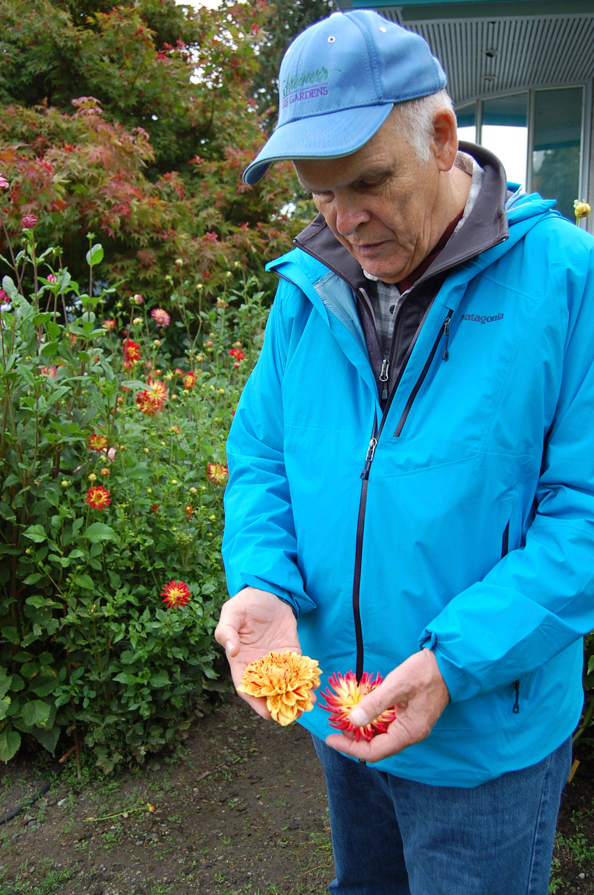 Dahlia farmer John Willson, who moved to Covenant Shores two years ago, explains the different varietals of the flowers. Katie Metzger/staff photo