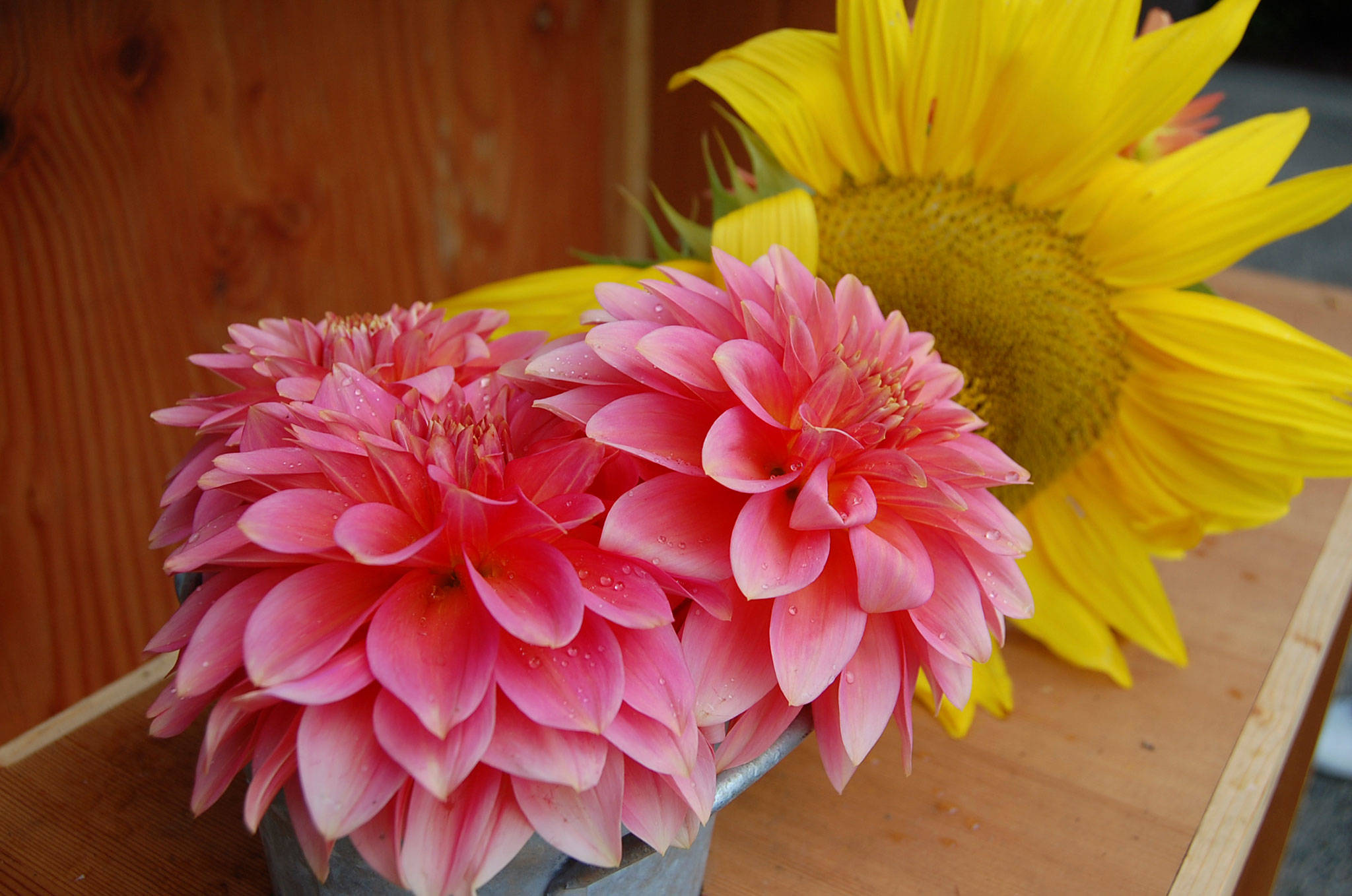 Residents at Mercer Island retirement community Covenant Shores work together to grow dahlias and arrange them into bouquets to give away. Katie Metzger/staff photo