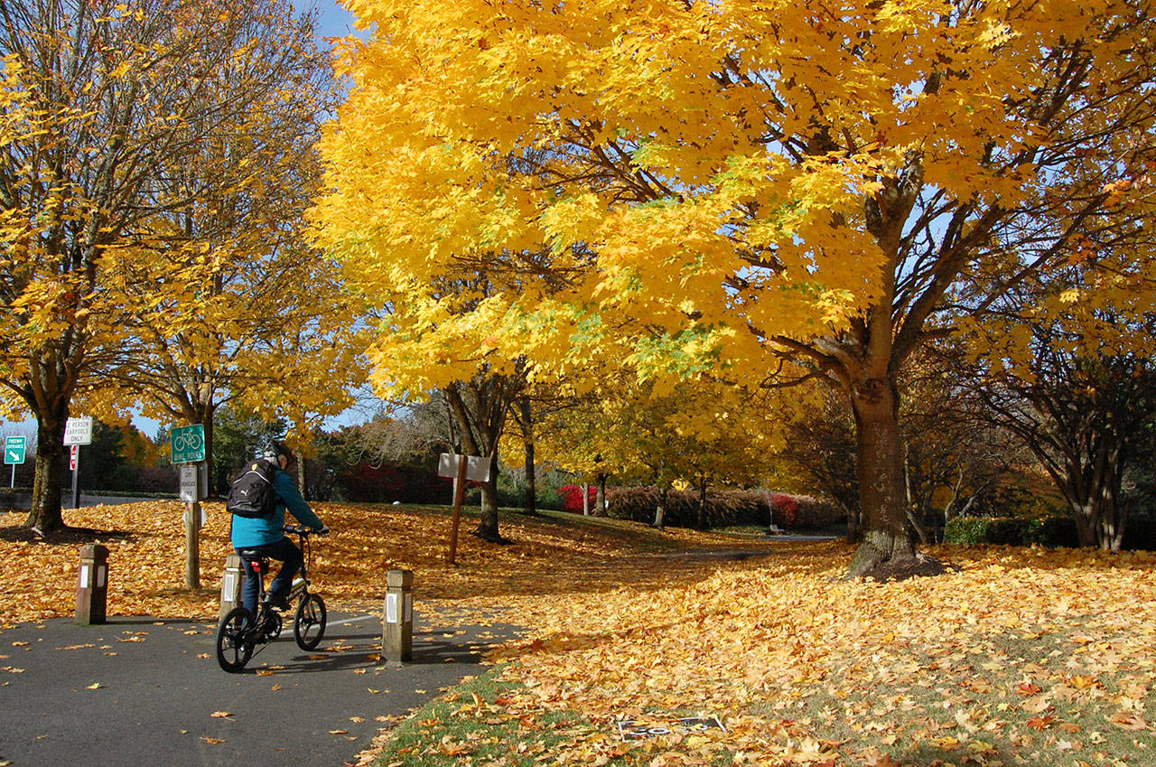 A cyclist rides over fallen leaves on Oct. 23, heading from Mercer Island to the I-90 bridge. Katie Metzger/staff photo
