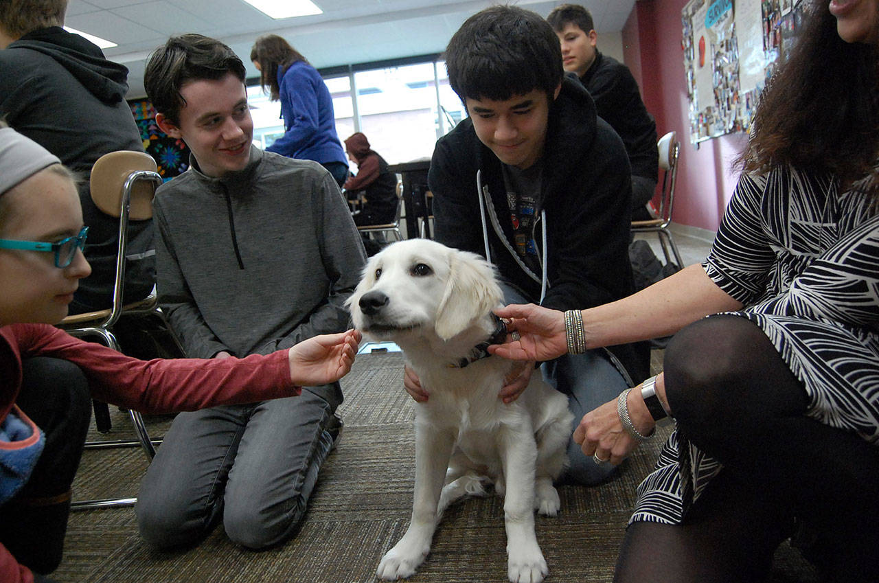 Students pet Finley, a therapy dog at Mercer Island High School. He is a five-month-old golden retriever puppy who can help calm anxieties and lift spirits among students. Katie Metzger/staff photo