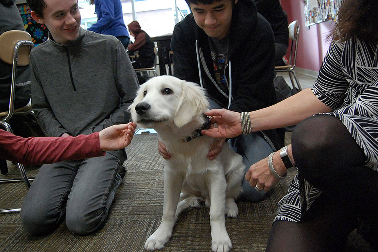 Finley the therapy dog helps kids, adults at Mercer Island High School