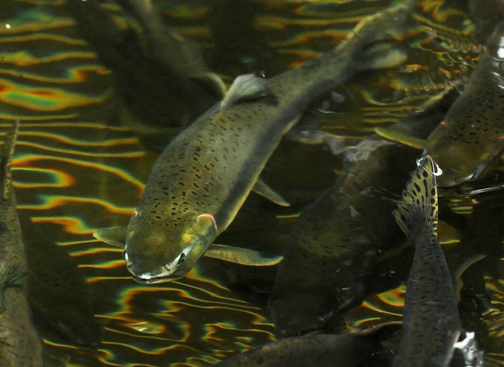 Activists fear that Atlantic salmon that escape from fish farms can spread disease to native fish such as these pink salmon.