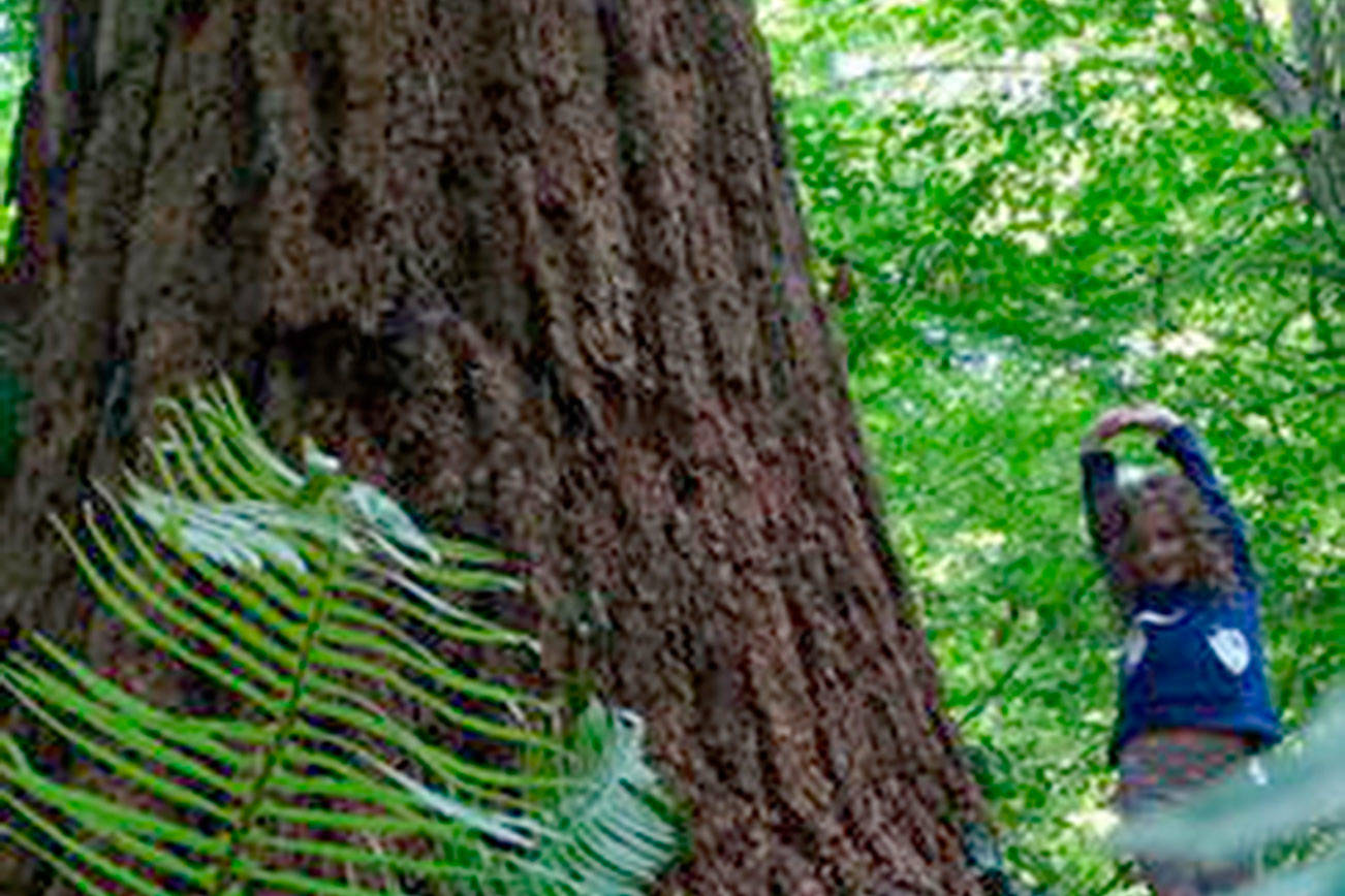 Mercer Island residents rally to save eagle tree