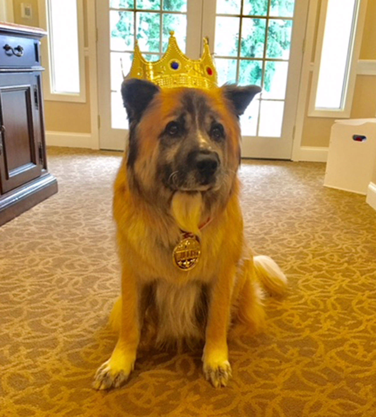 Moose, a St. Bernard, Chow, German Shepard mix who lives at Sunrise Mercer Island, won the community’s “Pet of the Year” contest. Photo courtesy of Marisa Mallett